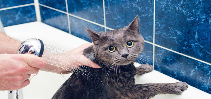 Cara Aman dan Efektif Memandikan Kucing