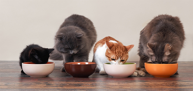 Cara Mengatur Jadwal Makan Kucing yang Sehat dan Teratur