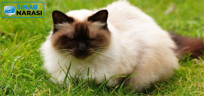 Harga, Karakter, dan Perawatan Kucing Himalaya Kampung