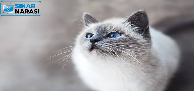 Keunikan Kucing, Hewan Peliharaan yang Menggemaskan