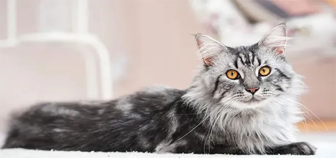 Keunikan dan Karakter Kucing