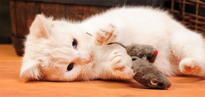 Terbukti Secara Ilmiah, Ini 7 Manfaat Pelihara Kucing di Rumah