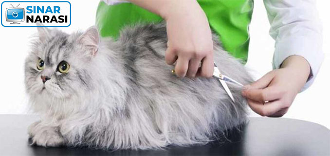 Tips Kucing Menjaga Bulu Kucing Agar Tetap Sehat dan Indah