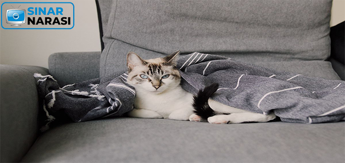 Tips Menjaga Kucing di Musim Hujan