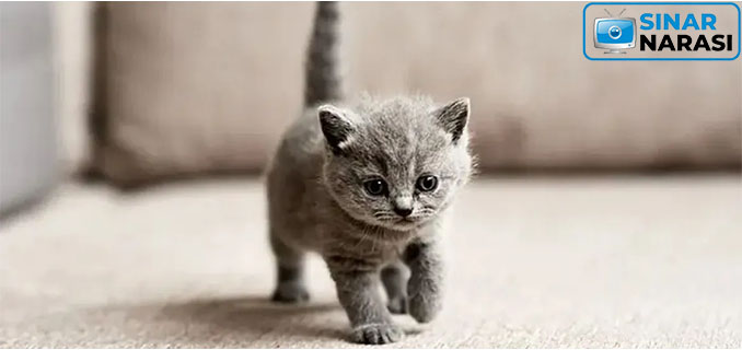 Tips Merawat Bayi Kucing agar Sehat dan Bahagia