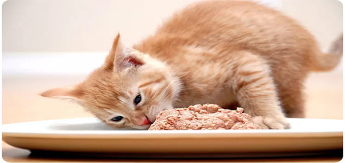 Trik Memberikan Nutrisi yang Tepat untuk Kucing