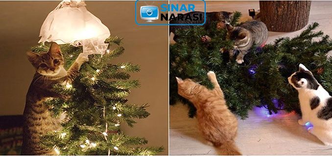 8 Tips Mencegah Kucing Peliharaan Merusak Pohon Natal