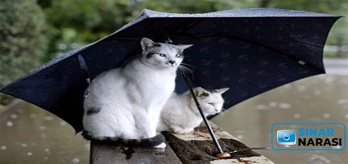 Apakah Kucing Bisa Masuk Angin Saat Kena Hujan