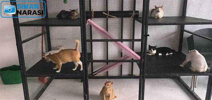 Bilik Kucing, Pelabuhan Kucing Rescue