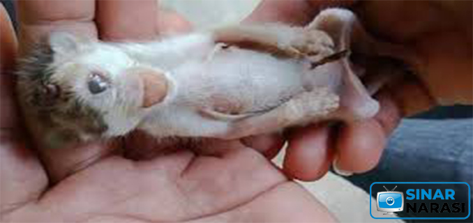 Geger, Anak Kucing Terlahir Bermata Satu