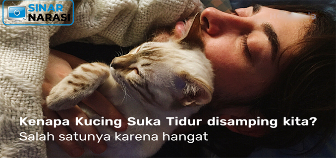 Ini Alasan Kucing Suka Tidur di Baju Pemilik