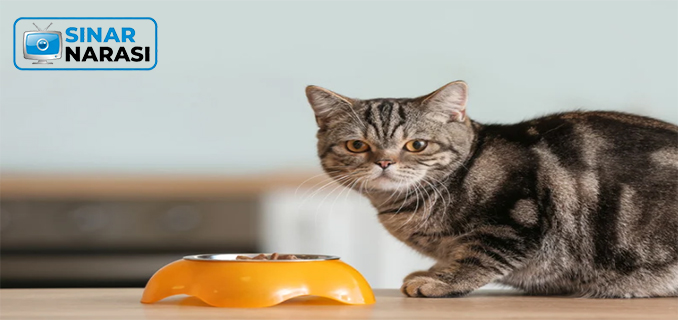 Jenis Makanan Terlarang Bagi Kucing