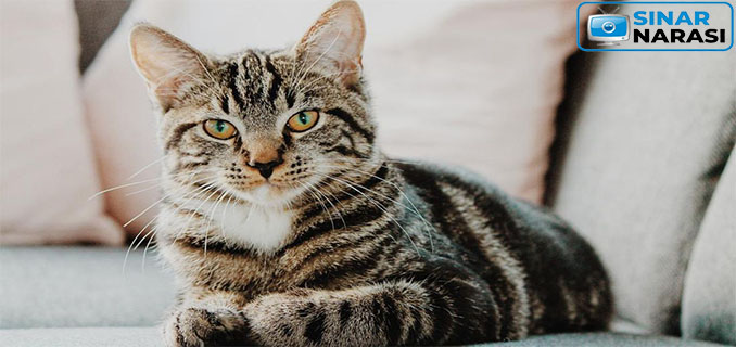 Kucing Lebih Sering Mengeong ke Pemilik Pria