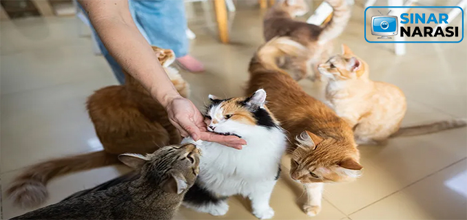 Kucing, Sahabat Setia dan Teman Sehari-hari