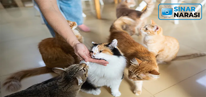 Kucing, Sahabat Setia yang Manis di Rumah