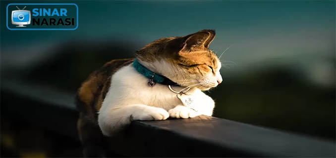 Kucing Security Warnai Malam Natal GPIB Immanuel Jakarta