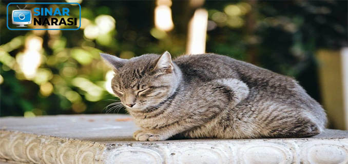 Kupas Tuntas Hairball pada Kucing