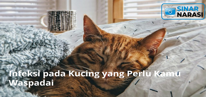 Lima Penyakit Berbahaya pada Kucing yang Perlu Diketahui Pemilik