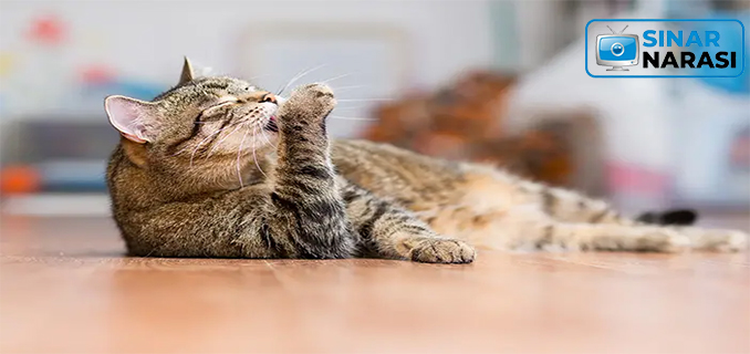 Memahami Bahasa Tubuh Kucing Agar Lebih Dekat