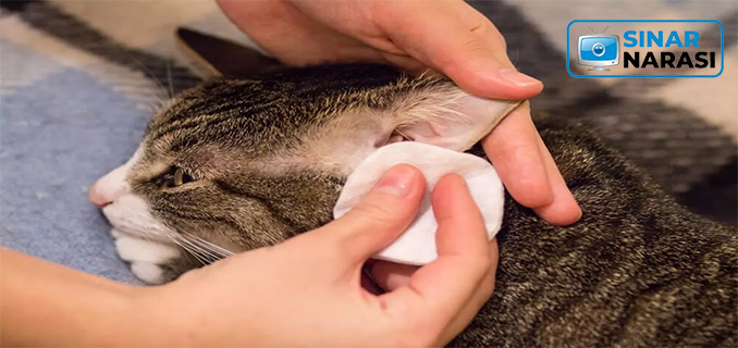 Mengenal Eartip pada Kucing dan Perawatannya