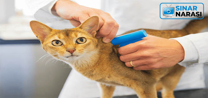Pemilik Kucing di Taiwan Wajib Pasang Microchip
