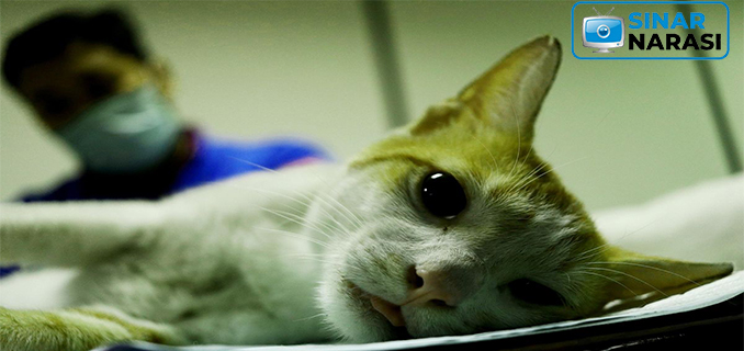 Ratusan Kucing Jantan di Johar Baru Dikebiri untuk Tekan Populasi