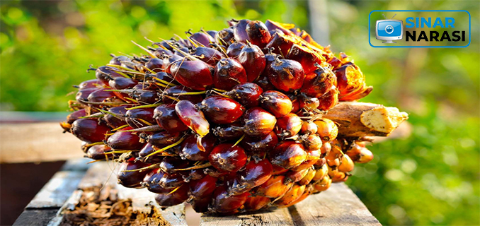 Taipan RI Ini Hengkang dari Bisnis CPO