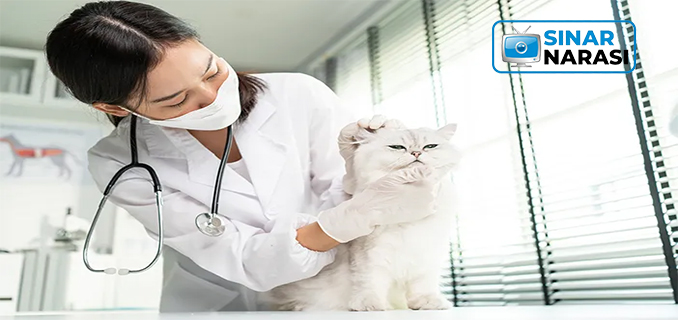 Tanda Kucing Sudah Steril Dengan Sekali Lihat