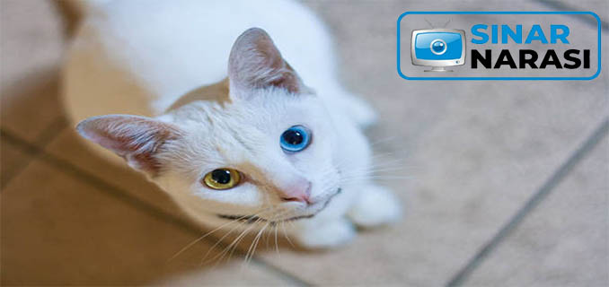 Thailand Tetapkan Kucing sebagai Simbol Identitas Nasional