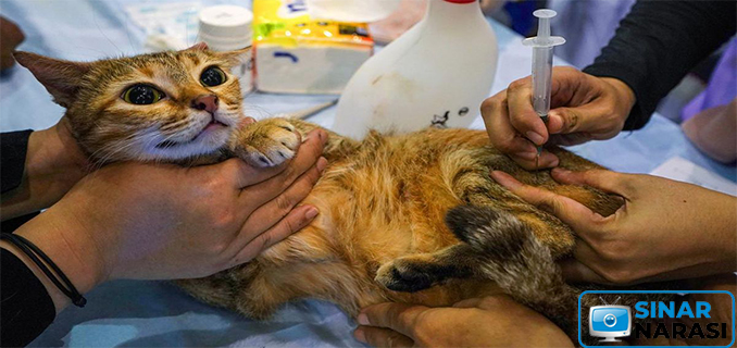 Vaksinasi Rabies di Bandung Didominasi Kucing