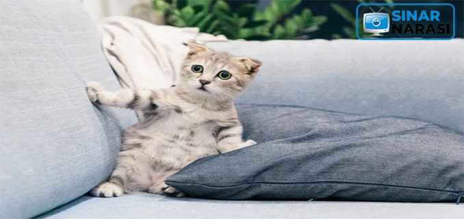 Zoomies pada Kucing, Perilaku Aktif yang Bikin Heran