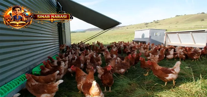 Bisnis Telur di NTB Kian Bergairah