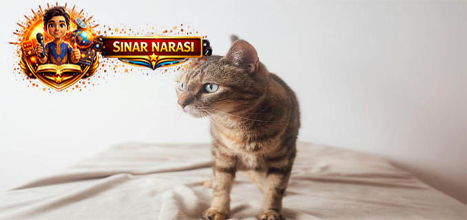 Punya 18 Jari hingga Tak Bisa Rasa Manis, Ini Daftar Keunikan Tubuh Kucing