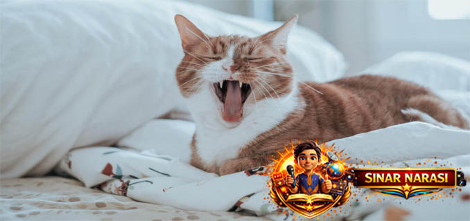 Riset Ungkap Cara Jitu Berkomunikasi dengan Kucing