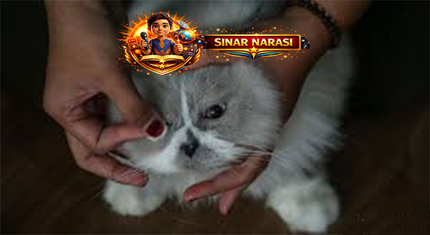 175 Kucing Menginap Jelang Lebaran di Hotel Khusus Malang